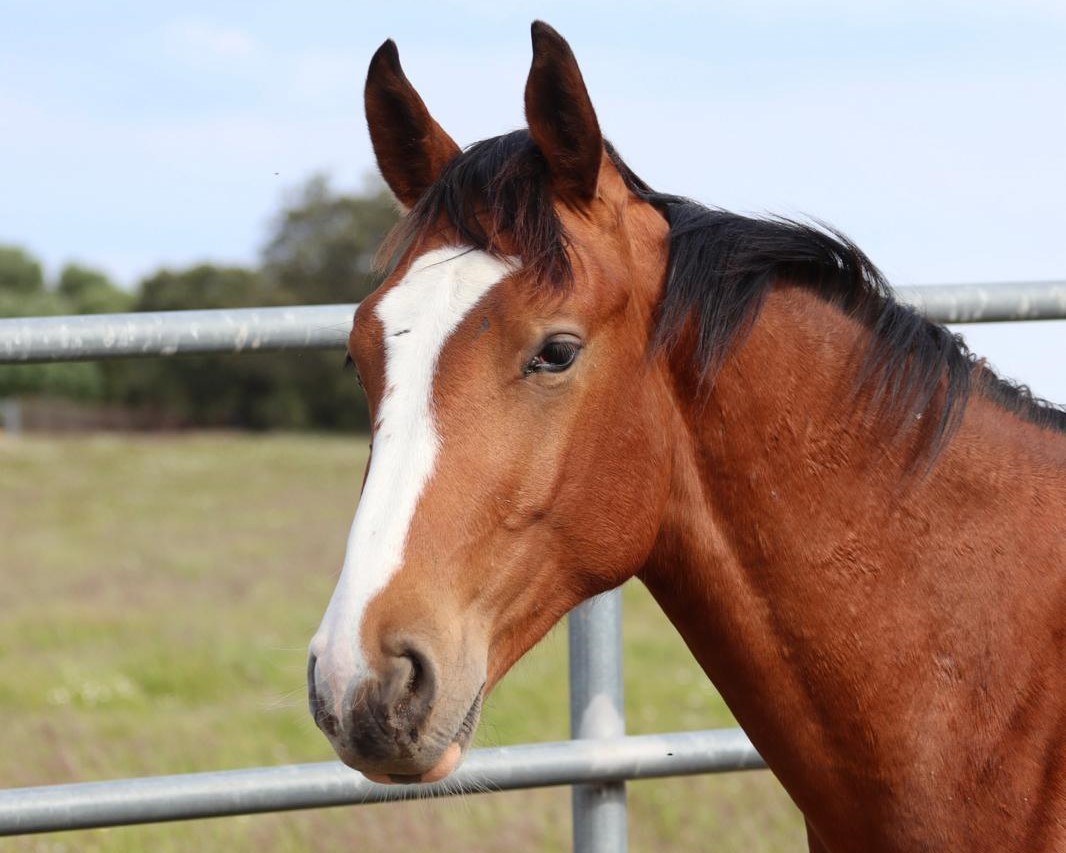 horse
